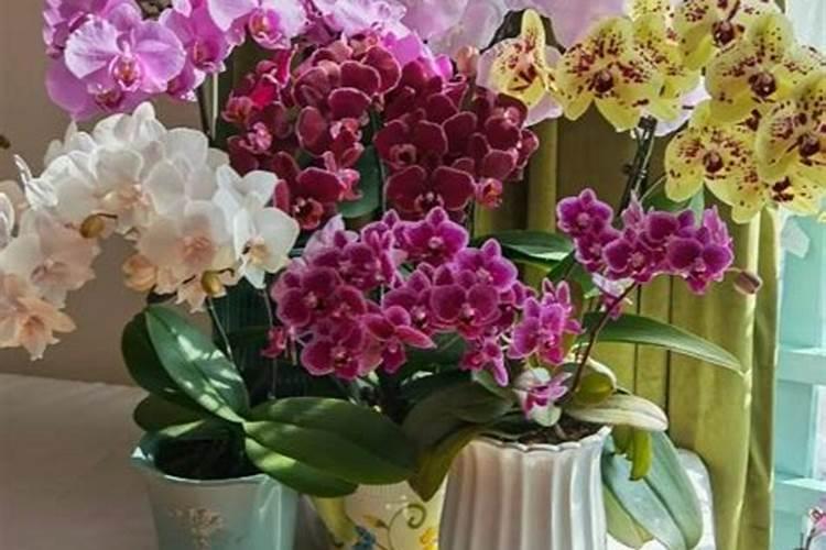 蝴蝶兰如何度过夏天 夏季怎么管理蝴蝶兰