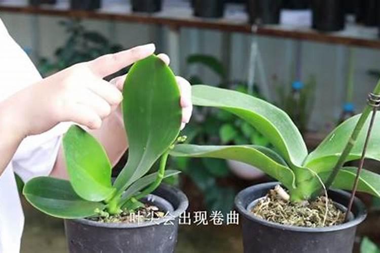 豆角冲什么水溶肥最好