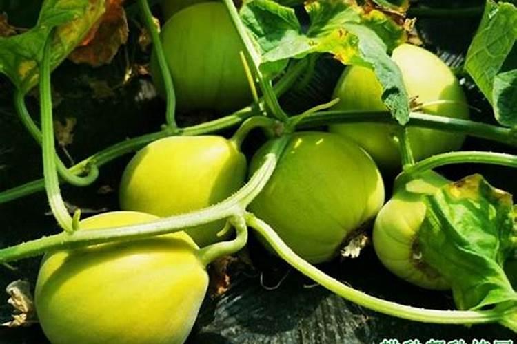 大棚甜瓜用什么肥料产量高？甜瓜用什么肥料吸收好？冲施什么肥长势好百...