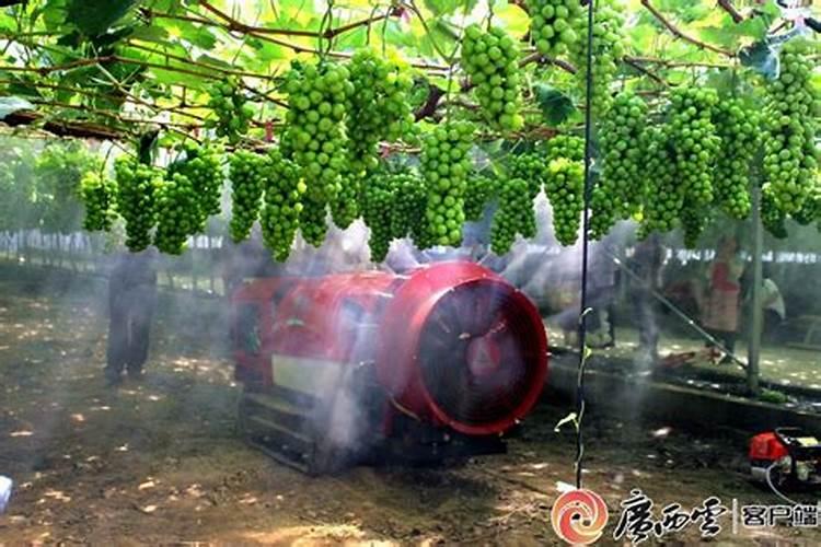 成长果树用什么钾肥