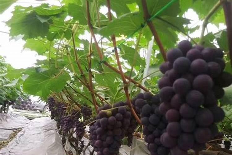 葡萄树施什么肥料最好
