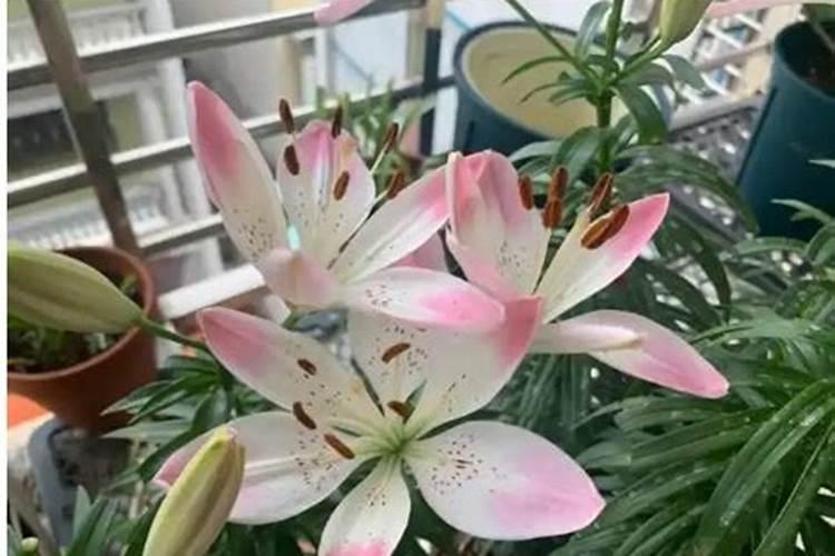 芸苔素哪个厂家出的最好