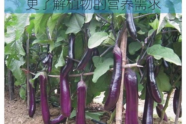 茄子种植用什么肥料提高坐果率？茄子高产专用叶面肥哪里买？