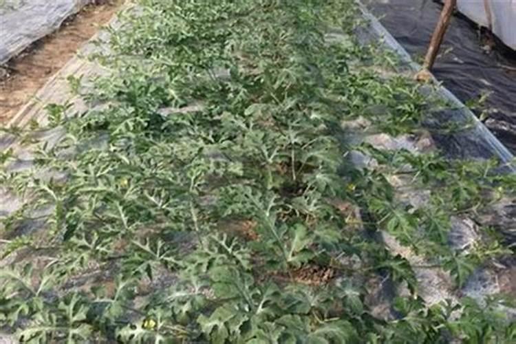 草莓苗子预防炭蛆病用什么药？