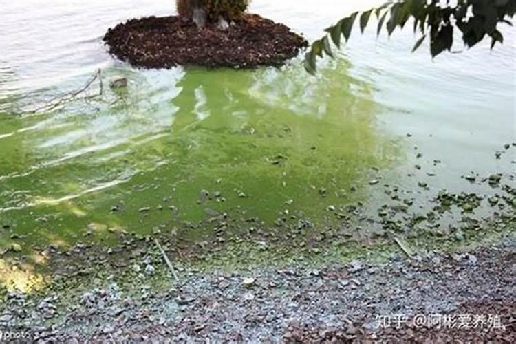 柑橘 施用硅肥 研究 影响