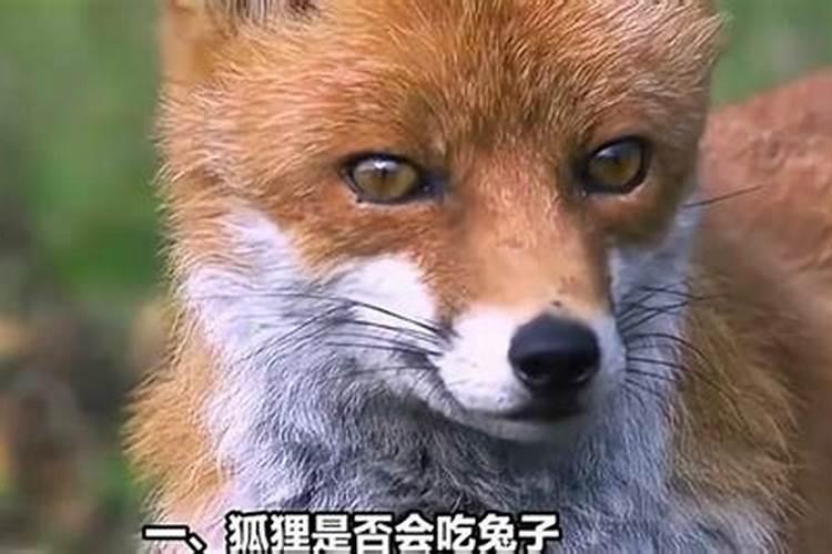 金狐狸长寿花花后修剪多久