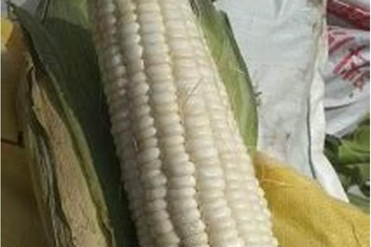 施可丰玉米专用肥价格表