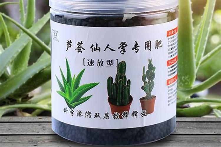 生石花怎么养长得快