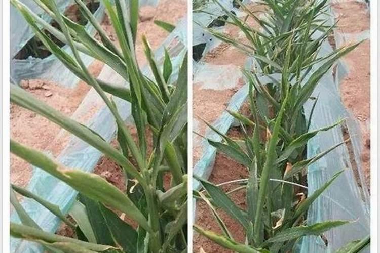 大姜大培土用什么肥