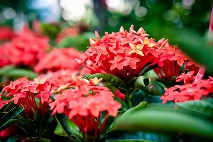 氮肥适用哪些花卉