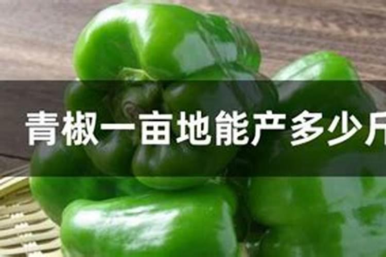 橡树果实能吃吗