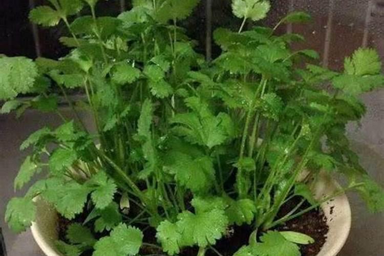 香菜施肥用什么肥料？复合肥追肥的用量和建议