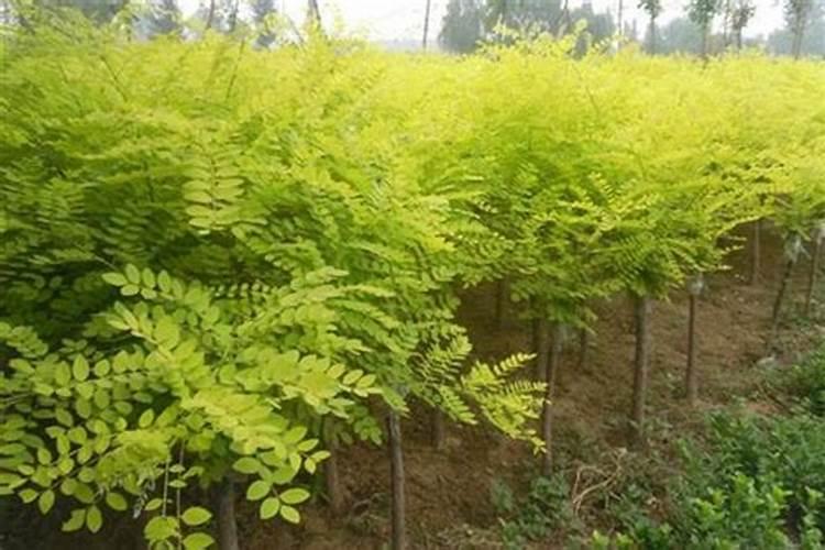 国槐施什么肥最好