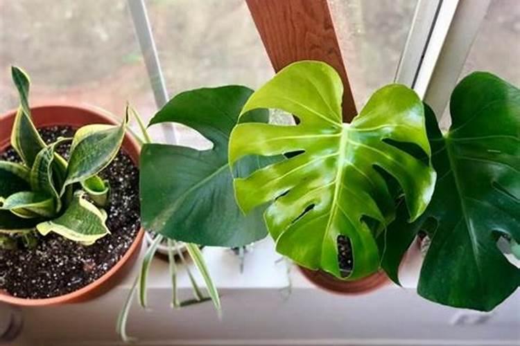 龟背竹能浇磷酸二氢钾吗