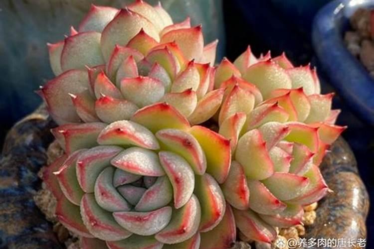 多肉植物需要什么肥料