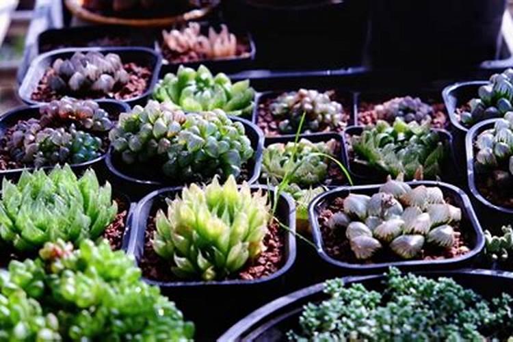 多肉施肥施什么肥 多肉施肥可以施什么肥