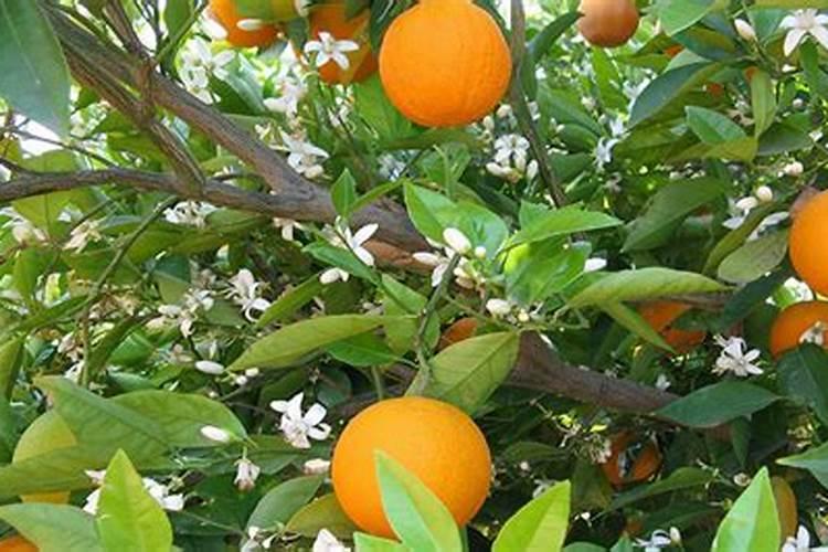 甜瓜移栽怎样快速生根