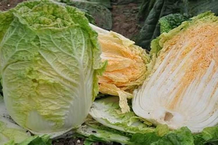 鱼蛋白氨基酸水溶肥的功效