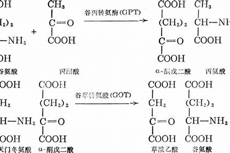 汉中蒜苗四川亩产及价格