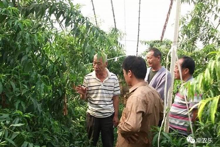 胡萝卜需肥特点有哪些？