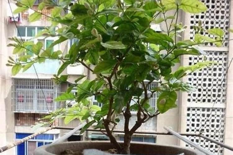 茉莉底肥放什么肥好(底肥施用方法)