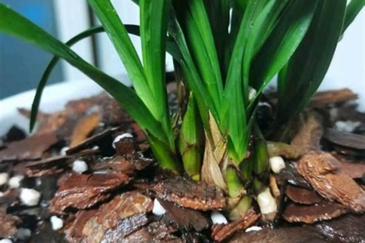 兰花怎么浇水施肥