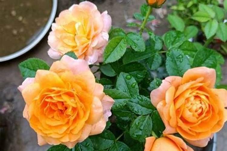 硫酸亚铁适合什么花卉和使用方法