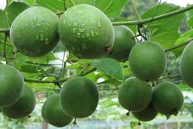 没有插过水稻的田,可以种稙罗汉果吗？