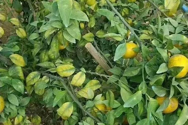 黄腐酸钾的成分都有哪些