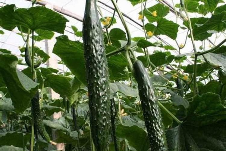 红糖叶面肥的配方