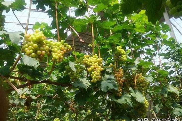 如何提高土壤中磷肥的利用率