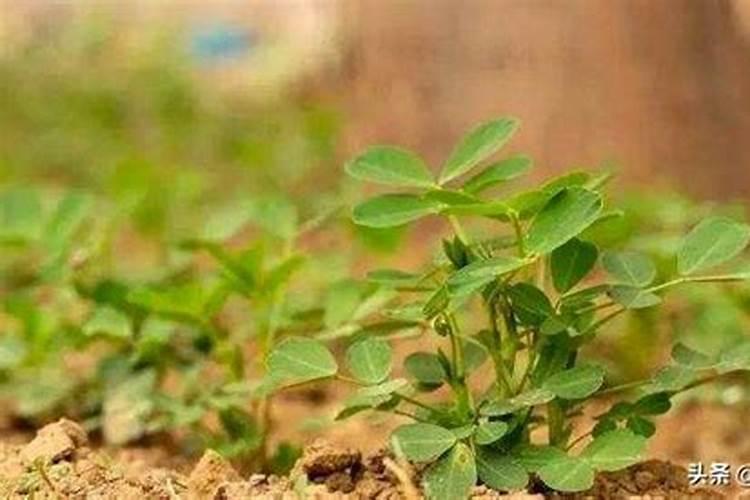 花生喷施钙肥最佳时间 什么时候使用合适