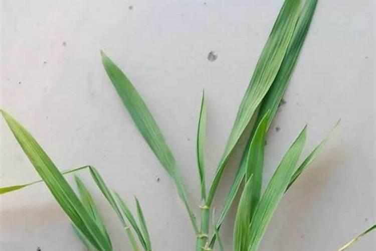 冰箱里存放的青菜,外面青叶子有一点坏掉了,这种青菜还能食用吗？