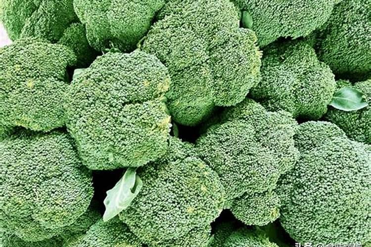 水溶肥是什么肥料