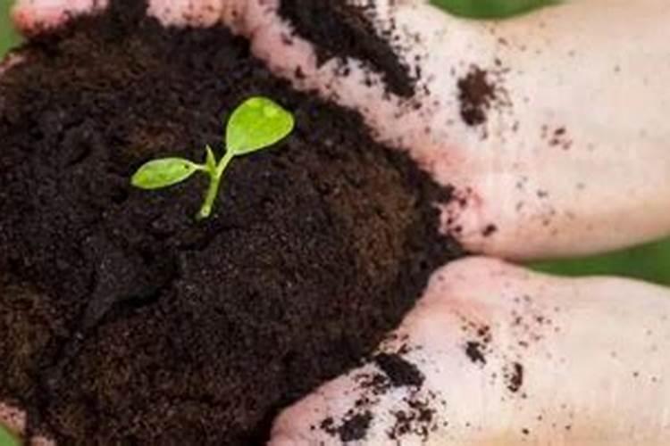 龙眼木养乌龟需要多少水养