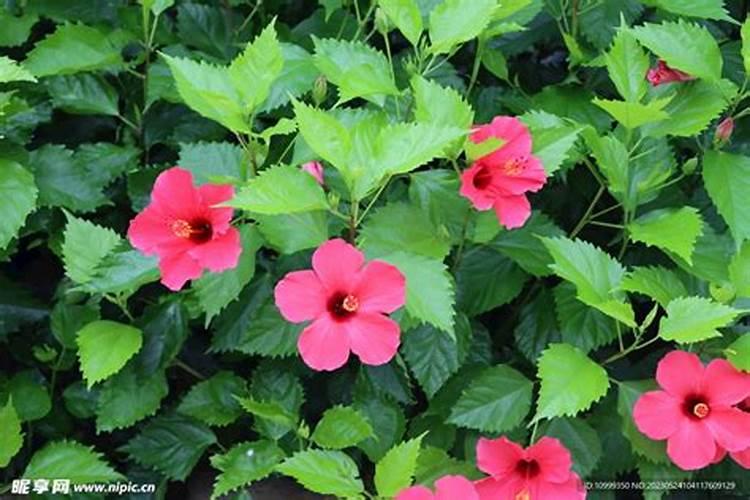 盆栽扶桑花怎么施肥 具体方法是什么