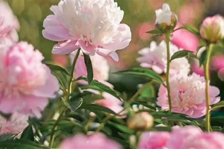 怎么样能够让芍药多开点花 施肥方法有什么