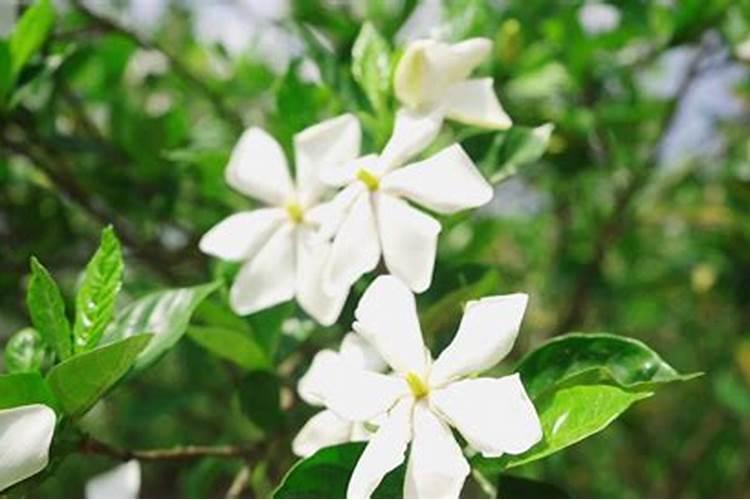 我的栀子叶子上有黄斑了,怎么办？