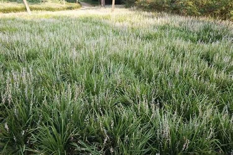 农大叶动力含腐植酸水溶肥可以兑水浇花吗