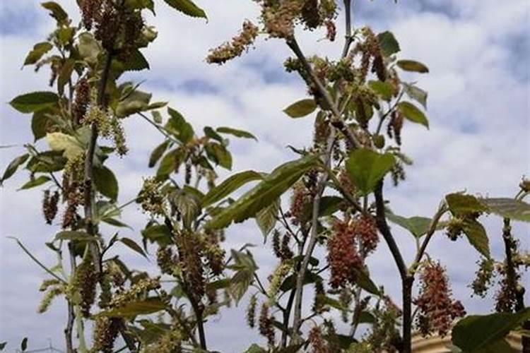 桑葚种植技术及高产要点