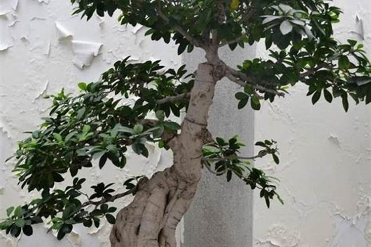 榕树的追肥用什么肥料好