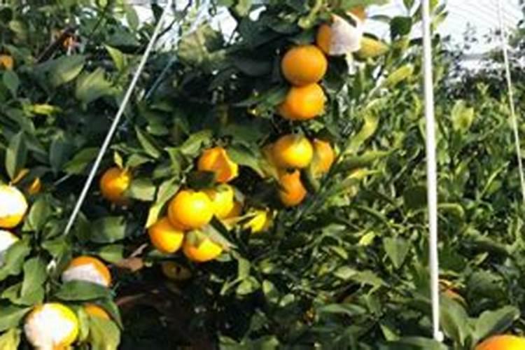 玉米叶面肥最佳时期