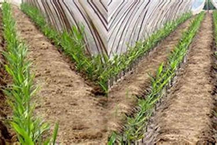 大姜咋样施肥效果好