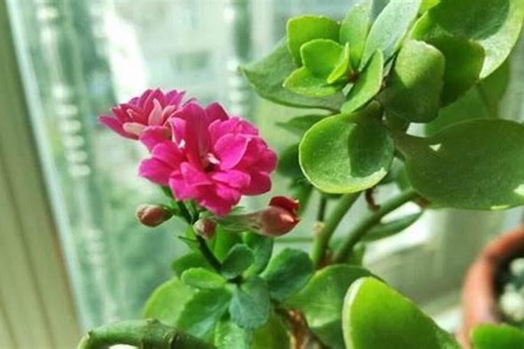 什么花不能用硫酸亚铁