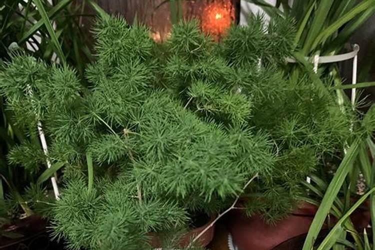 连续一个月的雨,蓬莱松大面积发黄怎么办