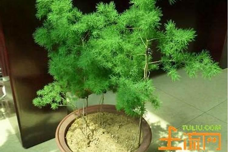 白边小圆叶植物有哪些