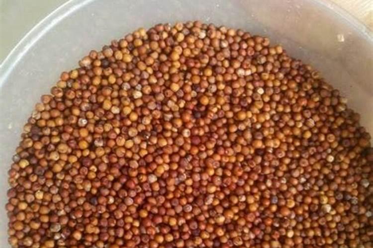 鱼胶原蛋白粉的副作用有哪些 牢牢记住以下三个副作用