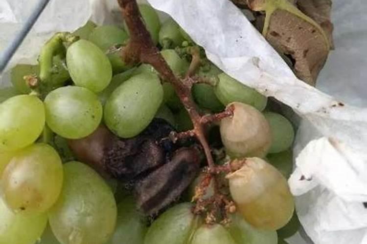葡萄成熟期葡萄变软是啥病怎么防治