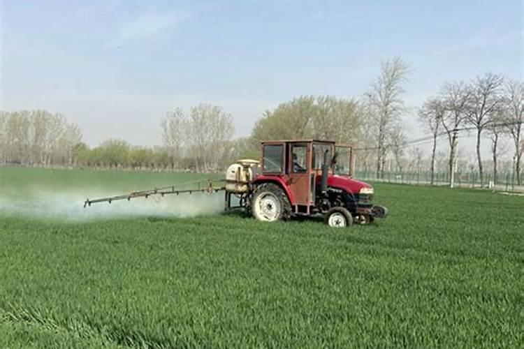 小麦增产秘诀选对水溶肥,产量提升不是梦