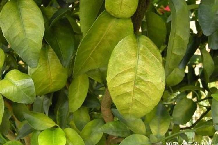 硼肥的作用 缺硼和硼肥过量症状